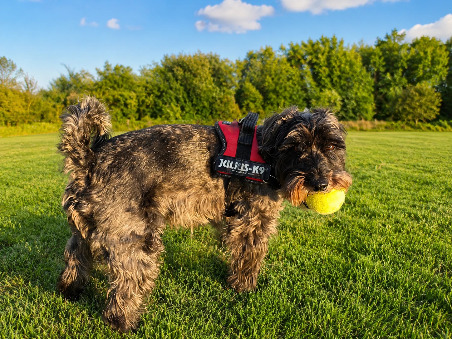 Happy dog holding a tennis ball in a sunny field